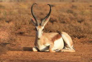 Mega Springbuck