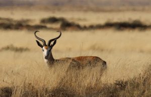 Mega Springbuck Breeding