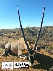 Mega Springbuck Breeding