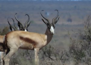 Mega Springbuck Breeding