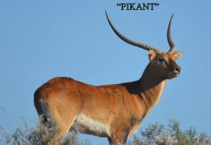 Mega Springbuck Breeding