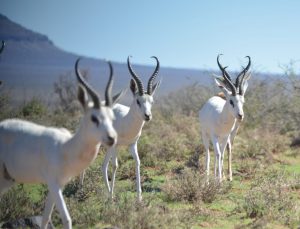 Mega Springbuck Breeding